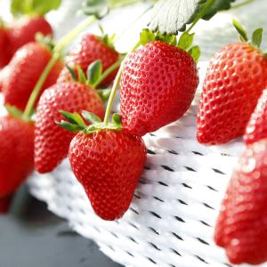 Strawberry flavor ：widely used flavoring agent 